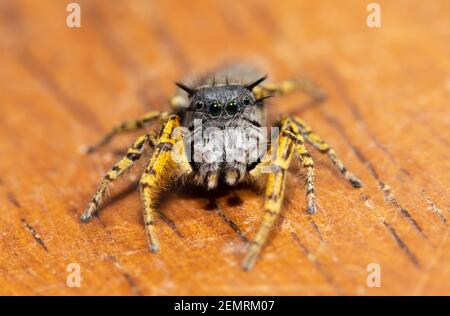 Schöne, bunte, männliche Phidippus mystaceus springende Spinne, die den Betrachter anschaut Stockfoto