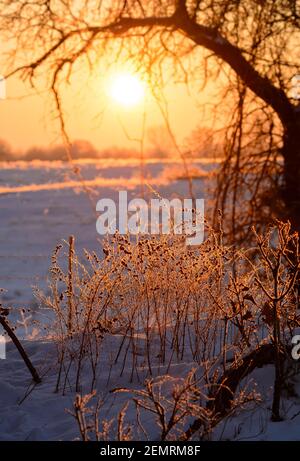 Sonnenaufgang über einem verschneiten Hügel an einem extrem kalten Wintermorgen, mit gefrorenen, eisbedeckten kleinen Büschen im Vordergrund; in angenehmen Orange und Blau zu Stockfoto