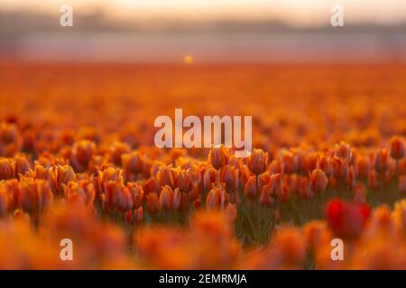 Bunte Tulpen während des Sonnenuntergangs, Tulpenfileds in den Niederlanden Noordoostpolder, schöne Sonnenuntergangsfarben mit Frühlingsblumen Stockfoto