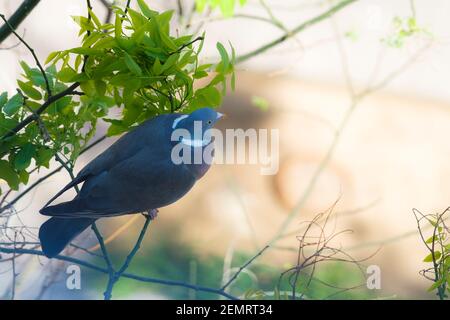 Gemeine Taube (Columba palumbus), Erwachsene, die auf dem japanischen Pagodenbaum (Styphnolobium japonicum) thront. Barcelona. Katalonien. Spanien. Stockfoto