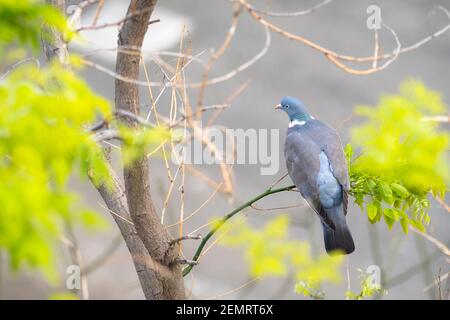 Gemeine Taube (Columba palumbus), Erwachsene, die auf dem japanischen Pagodenbaum (Styphnolobium japonicum) thront. Barcelona. Katalonien. Spanien. Stockfoto