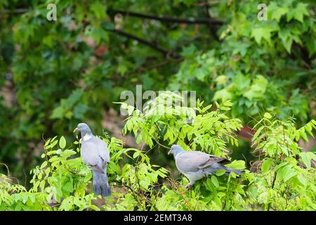 Gewöhnliche Taube (Columba palumbus), Erwachsene, die sich auf den Blättern des japanischen Pagodenbaums (Styphnolobium japonicum) ernähren. Barcelona. Katalonien. Spanien. Stockfoto
