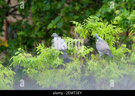 Gewöhnliche Taube (Columba palumbus), Erwachsene, die sich auf den Blättern des japanischen Pagodenbaums (Styphnolobium japonicum) ernähren. Barcelona. Katalonien. Spanien. Stockfoto