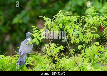 Gewöhnliche Woodtaube (Columba-Palumbus), Erwachsene, die sich von den Blättern des japanischen Pagodenbaums ernähren (Styphnolobium japonicum). Barcelona. Katalonien. Spanien. Stockfoto