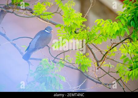 Gemeine Taube (Columba palumbus), die auf einem Ast thront. Barcelona. Katalonien. Spanien. Stockfoto