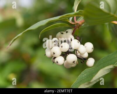 Symphoricarpos albus laevigatus - gemeinsame Schnebeere mit weißen Beeren Stockfoto