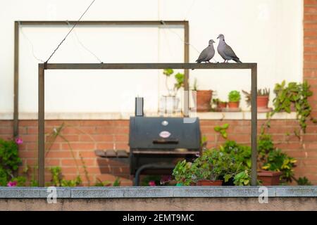 Eurasische Kragentaube (Streptopelia decaocto), Paar auf einem Kleidungspferd sitzend. Barcelona. Katalonien. Spanien. Stockfoto