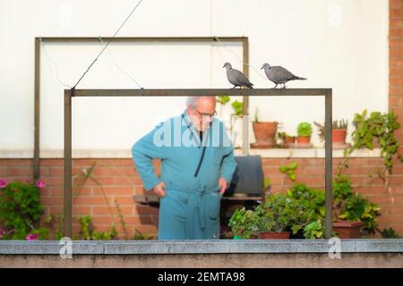 Eurasische Kragentaube (Streptopelia decaocto), Paar auf einem Kleidungspferd sitzend. Barcelona. Katalonien. Spanien. Stockfoto