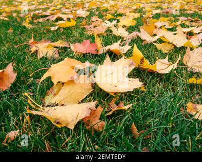 Gefallene gelbe Ahornblätter aus der Nähe im Herbst, die auf grünem Gras im Stadtpark liegen. Saisonal positiver, lebhafter Hintergrund Stockfoto