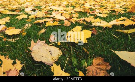 Gefallene gelbe Ahornblätter aus der Nähe im Herbst, die auf grünem Gras im Stadtpark liegen. Saisonal positiver, lebhafter Hintergrund Stockfoto