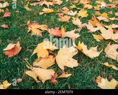 Gefallene gelbe Ahornblätter aus der Nähe im Herbst, die auf grünem Gras im Stadtpark liegen. Saisonal positiver, lebhafter Hintergrund Stockfoto