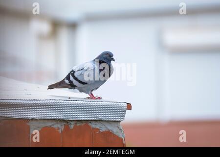 Feral Taube (Columba livia domestica) auf einem Dach. Barcelona. Katalonien. Spanien. Stockfoto