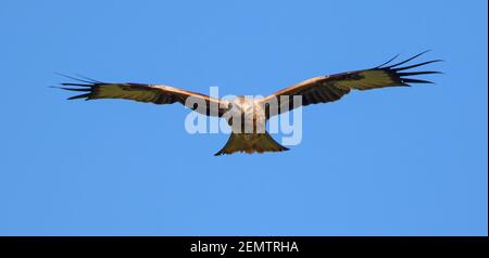 Red Kite im Winter Sonnenschein über den Cotswold Hills Stockfoto