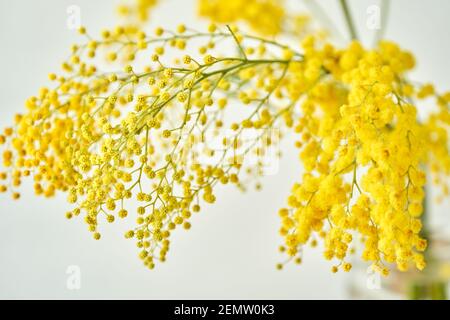 Schöne Zweige von Mimosa in Glasvase auf der Fensterbank. Gelbe sonnigen Blüten am weißen Tisch in der Nähe der Fenster Stockfoto