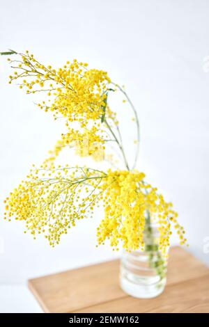 Schöne Zweige von Mimosa in Glasvase auf der Fensterbank. Gelbe sonnigen Blüten am weißen Tisch in der Nähe der Fenster Stockfoto