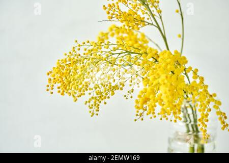 Schöne Zweige von Mimosa in Glasvase auf der Fensterbank. Gelbe sonnigen Blüten am weißen Tisch in der Nähe der Fenster Stockfoto