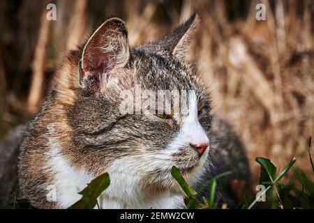 Porträt einer gestreiften Katze, die sich im Garten im Sonnenlicht entspannt. Stockfoto