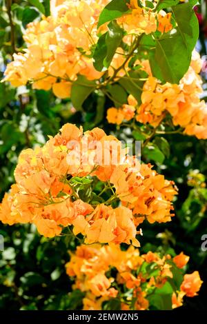 Orange Bougainvillea in Blüte im Sommer auf Madeira Stockfoto