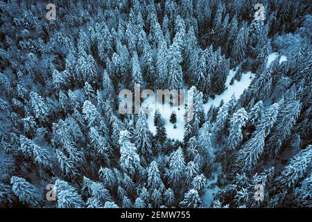 Luftdrone oben unten fliegen über Winterfichte und Kiefernwald. Tannen im Tal der Berge mit Schnee bedeckt. Landschaftsfotografie Stockfoto