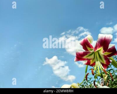 Schöne Lilie, auf einem blauen Himmel Hintergrund. Stockfoto