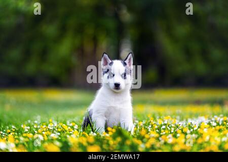 Ein kleiner weißer Hund Welpen brüten sibirischen Husky mit schönen blauen Augen in blühenden Frühlingsgarten. Hunde und Tierfotografie Stockfoto