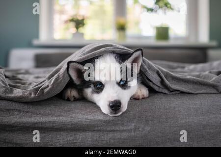 Ein kleiner weißer Hund Welpe Rasse sibirischen Husky mit schönen blauen Augen schlafen auf grauem Teppich. Hunde und Tierfotografie Stockfoto