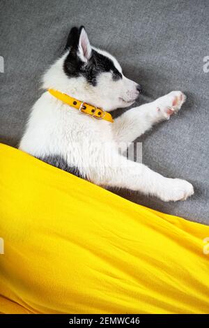 Ein kleiner weißer Hund Welpe Rasse sibirischen Husky mit schönen blauen Augen liegt auf grauem Teppich. Hunde und Tierfotografie Stockfoto