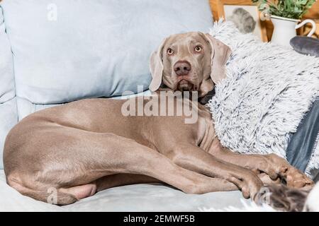 Kleiner Hund Weimaraner Hund schläft zu Hause auf dem Bett. Der Hund ruht auf dem Sofa im Haus. Stockfoto