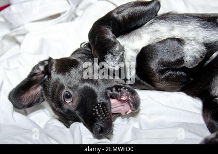 Ein netter und ehrfürchtiges liebenswert schwarz Crossbreed Welpen ist entspannend Im Bett Stockfoto