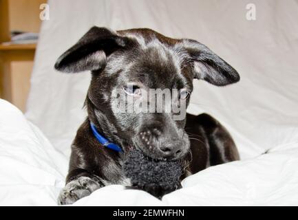 Ein netter und ehrfürchtiges liebenswert schwarz Crossbreed Welpen ist entspannend Im Bett Stockfoto