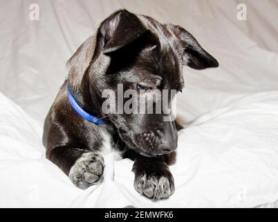 Ein netter und ehrfürchtiges liebenswert schwarz Crossbreed Welpen ist entspannend Im Bett Stockfoto