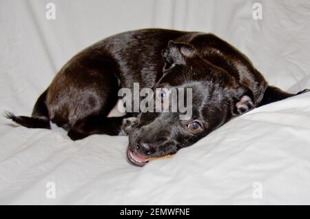 Ein netter und ehrfürchtiges liebenswert schwarz Crossbreed Welpen ist entspannend Im Bett Stockfoto