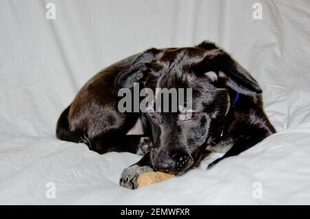 Ein netter und ehrfürchtiges liebenswert schwarz Crossbreed Welpen ist entspannend Im Bett Stockfoto