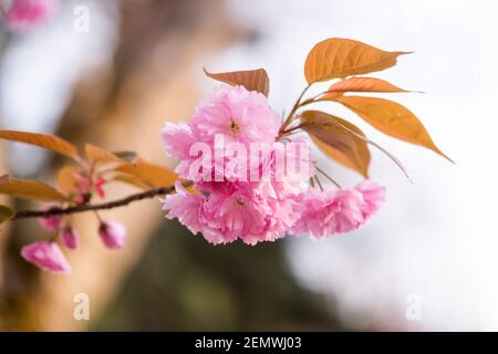 Schönheit Sakura Blüten auf Zweig Nahaufnahme. Frühling Natur Hintergrund Stockfoto