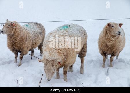 Drei Schafe im Schnee, Fife, Schottland. Stockfoto