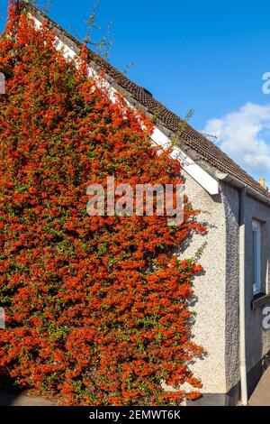 Eine Pyracantha, die im Oktober an einer Hauswand wächst. Stockfoto