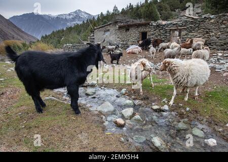 Schafe weiden in der Nähe von Wasserquelle in Hunza Valley Nord-Pakistan Stockfoto