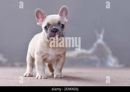 Adorable, Tier, Tiere, Arme, Korb, Blau, Bulldogge, Hase, Karneval, Feier, Kleidung, bunt, Farben, Kostüm, niedlich, Hund, verkleidet, Ohren Stockfoto