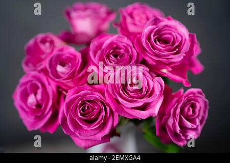 Rot-rosa Rosen in einem Adrian Sankey Art Glaskoffer. Rosen öffnen sich nach 11 Tagen in der Vase. Stockfoto