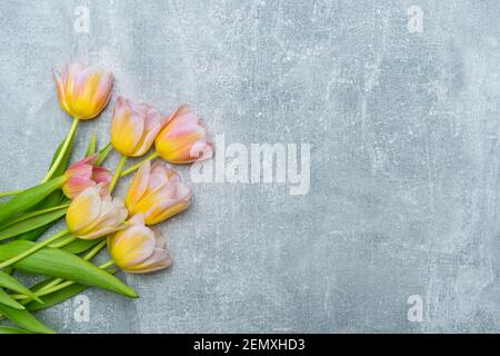 Bunte Tulpen auf Beton Hintergrund. Platz für Text kopieren. Muttertagskonzept Stockfoto