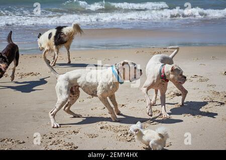 Hunde spielen am Strand von Otama im Coromandel in New Seelands Nordinsel Stockfoto
