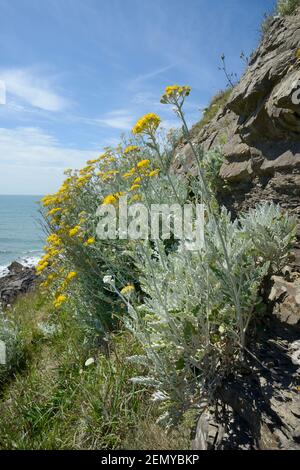 Silberragwort / Dusty Miller (jacobaea maritima / Senecio cineraria), eine mediterrane Art, die an britischen Küsten an einer Klippe, Cornwall, Großbritannien, eingebürgert wird Stockfoto