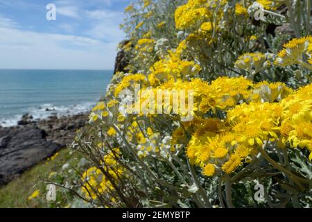 Silberragwort / Dusty Miller (jacobaea maritima / Senecio cineraria), eine mediterrane Art, die an britischen Küsten an einer Klippe, Cornwall, Großbritannien, eingebürgert wird Stockfoto