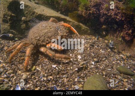 Weibliche gewöhnliche Spinnenkrabbe / Stachelspinnenkrabbe (Maja brachydactyla / Maja squinado) Wandern in einem Felsbecken am Ufer, Rhossili, Wales, Großbritannien. Stockfoto