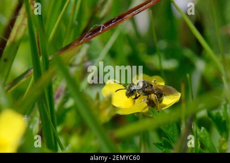 Tormentil Mining Bee (Andrena tarsata), eine seltene britische Art, die auf blühenden Tormentil (Potentilla erecta) Blüten, Davidstow Woods, Cornwall, UK, Nahrungssuche. Stockfoto