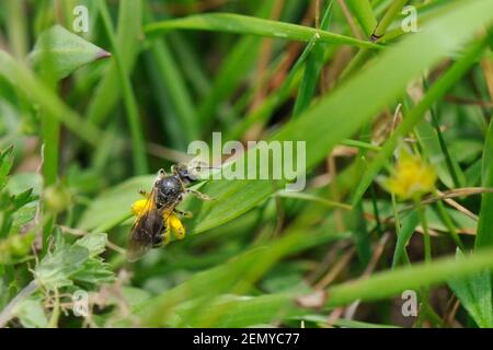 Tormentil Mining Bee (Andrena tarsata), eine seltene britische Art, die auf einer Grashalme ruht, Davidstow Woods, Cornwall, Großbritannien. Stockfoto