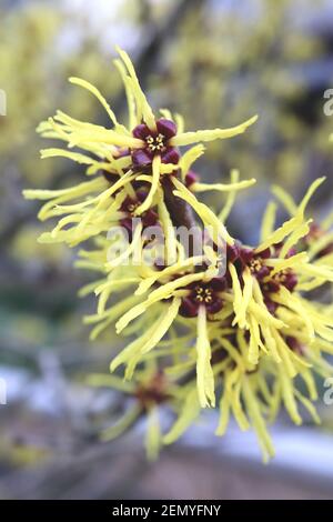 Hamamelis mollis Chinesische Hexenhasel - Trauben von gelben, bandförmigen Blüten, Februar, England, Großbritannien Stockfoto