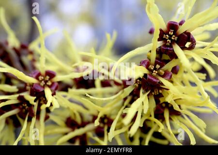 Hamamelis mollis Chinesische Hexenhasel - Trauben von gelben, bandförmigen Blüten, Februar, England, Großbritannien Stockfoto