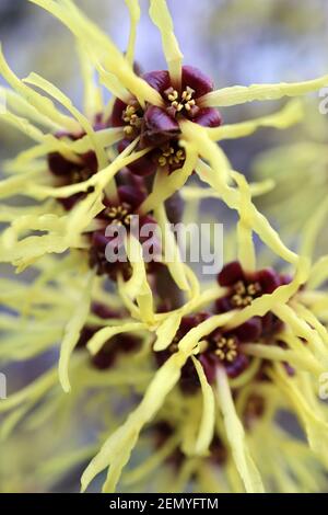 Hamamelis mollis Chinesische Hexenhasel - Trauben von gelben, bandförmigen Blüten, Februar, England, Großbritannien Stockfoto