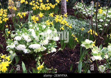 Helleborus x hybridus Harwington Double Ellen White und Narcissus ‘February Gold’ Hellebore Double Ellen White und February Gold Narzissen, Februar, Stockfoto